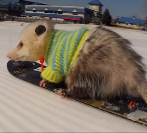 The Snowboarding Opossum!
